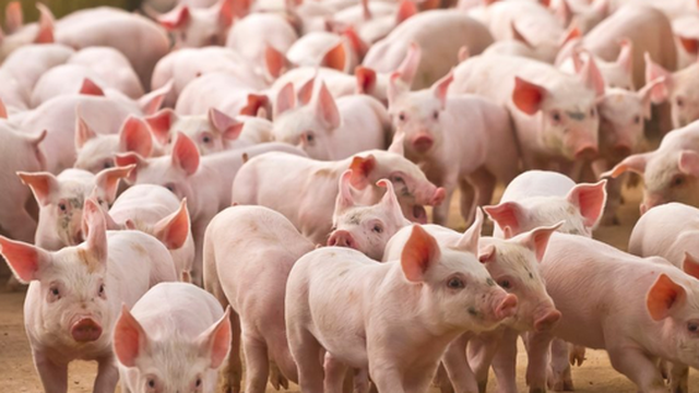 VinaCapital: Trung Quốc nới lỏng “Zero Covid” gây áp lực lên giá thịt lợn Việt Nam
