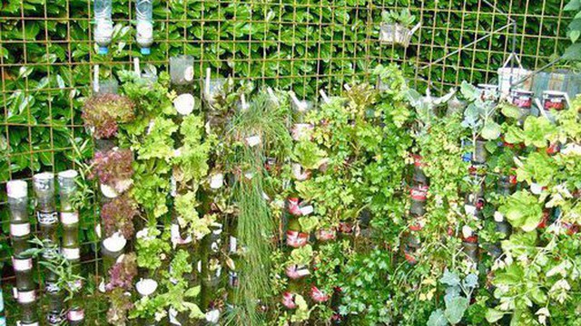 Cách trồng rau sạch từ chai và thùng nhựa cũ của vị giáo sư Đại học sau khi về hưu