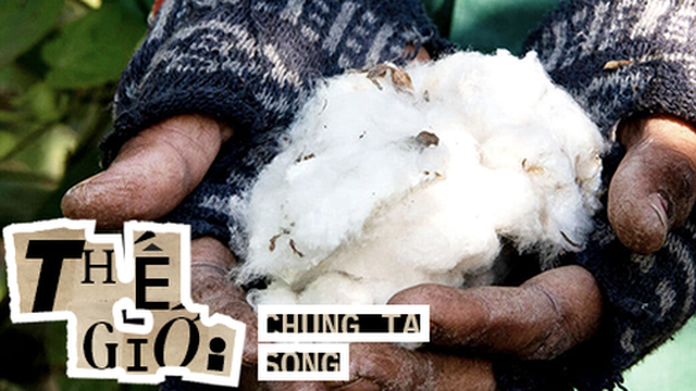 Sự thật đằng sau cái gọi là "cotton hữu cơ": Xanh hơn và đắt tiền hơn