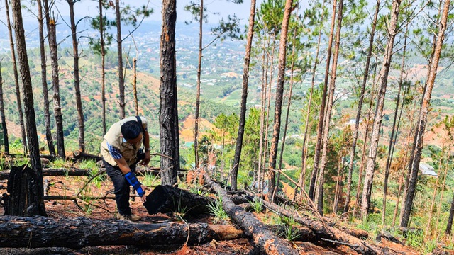 Lâm Đồng: Rừng thông bị đốn hạ, đốt cháy phi tang để chiếm đất rừng