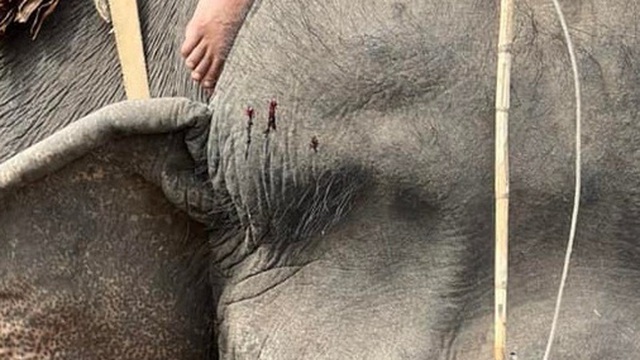 Vụ voi bị hành hạ, cõng khách du lịch: UBND tỉnh Đắk Lắk chỉ đạo sớm dẹp bỏ cưỡi voi