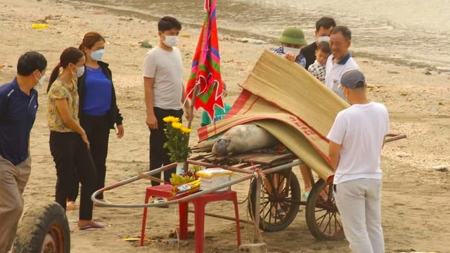 Dân làng xúm lại làm lễ, đào mộ chôn cất cá voi 30kg trong nghĩa trang