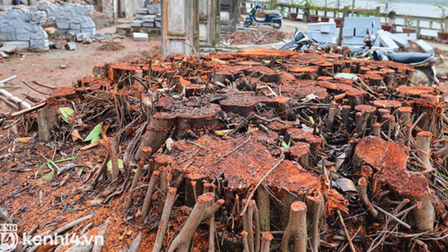 Hà Nội: Người dân rơi nước mắt khi cây đa cổ thụ ở ngôi đình 2.000 năm bị chặt hạ