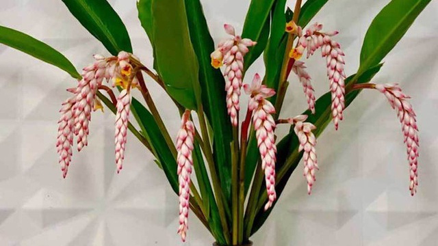 Hoa lan lúa: Hoa lan lúa đang hút khách ầm ầm thực chất là loại hoa gì ...