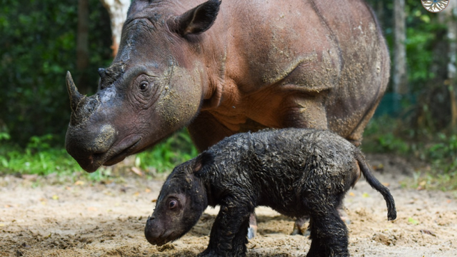 Tê giác Sumatra quý hiếm sinh con tại Vườn quốc gia Way Kambas, Indonesia