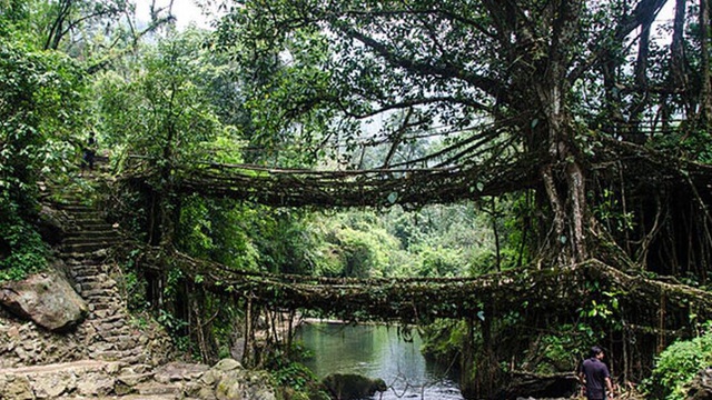 Cầu rễ cây hàng trăm năm tuổi, kiệt tác tự nhiên hiếm có khó tìm