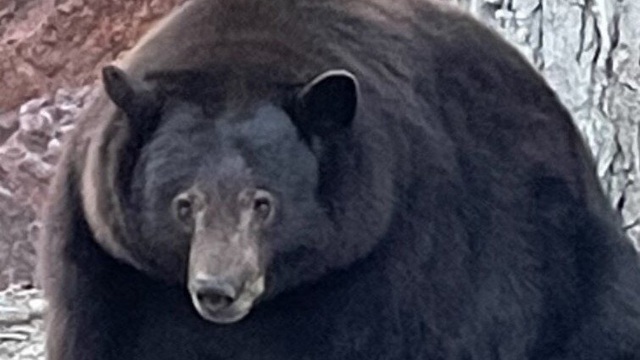 Một con gấu Mỹ liên tục đột nhập nhà dân, ăn thức ăn thừa đến nỗi béo ú, quên cả ngủ đông