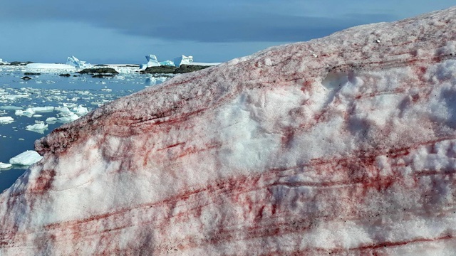 Sinh vật nhỏ bé gây “xuất huyết” ở Nam Cực có thể hủy hoại Trái Đất bằng cách nào?