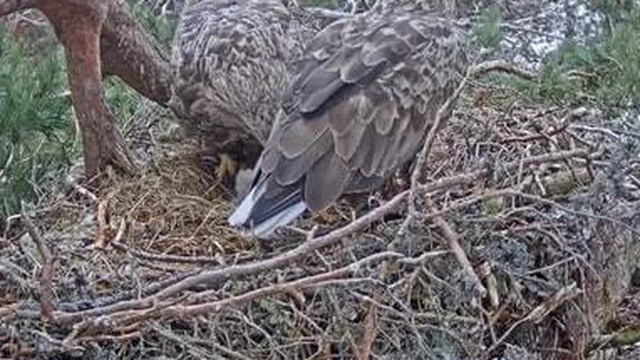 Đại bàng đuôi trắng xuất hiện ở Scotland, camera giấu kín ghi lại cận cảnh ấp trứng