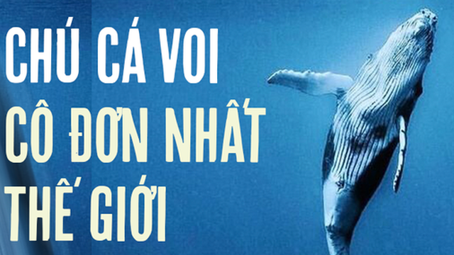 Chuyện buồn của chú cá voi cô đơn nhất hành tinh: Chưa 1 lần được tìm thấy