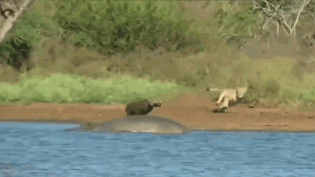 Clip: Lợn bướu phi hết tốc lực, chạy trốn sư tử và cái kết khó tin