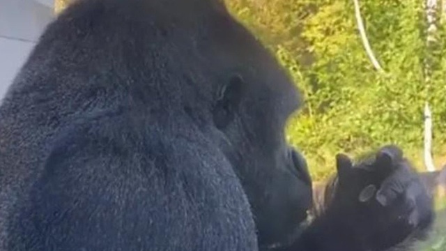 Chuyện lạ: Khỉ đột trong sở thú cũng bị "nghiện smartphone"