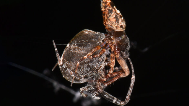 Nhảy vọt đi để tránh bị ăn sau khi giao phối, nhện đực chia tay bạn tình ở tốc độ 3 km/h
