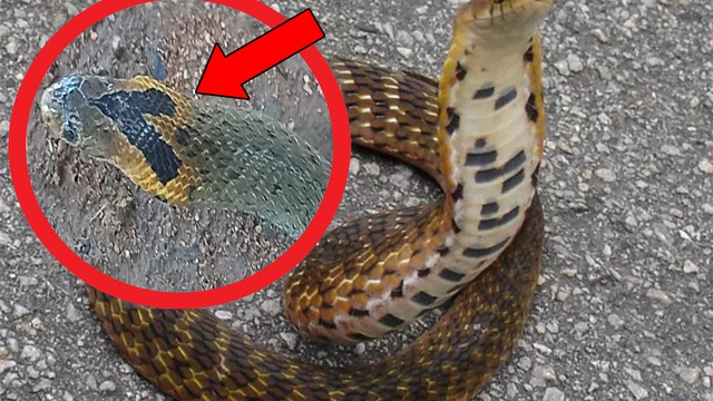 Người đàn ông phát hiện con rắn bành mang, cổ vàng có hình chữ V: Không phải rắn hổ mang!
