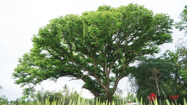 Ngỡ ngàng cây sưa 'khủng' 300 năm tuổi ở Quảng Nam