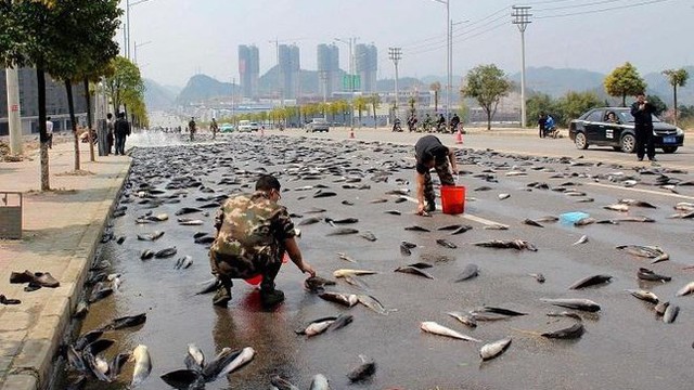 Bí ẩn không lời giải về thành phố ‘mưa cá’ hàng năm