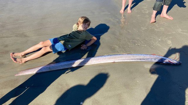 ‘Quái vật’ dài 3,6 mét xuất hiện trên bãi biển, liệu có phải điềm gở?