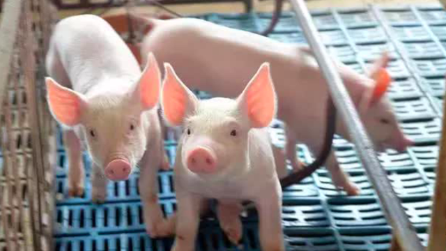 Đi chợ không nên mua phần thịt lợn chứa nhiều độc tố này