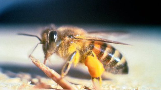 Nhận biết loài ong 'tử thần' gây chết người trong 10 phút