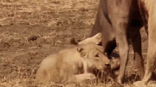 Video: Trâu rừng bất ngờ vùng dậy tấn công đàn sư tử đói và cái kết