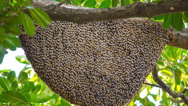 Ong ăn thịt, ong mật Việt Nam biết dùng công cụ phân ong suýt gây đối đầu Chiến tranh Lạnh