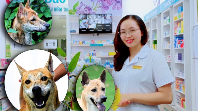 Cô dược sĩ đam mê nuôi chó Phú Quốc, sở hữu ba "khuyển vương" trị giá một tỷ đồng
