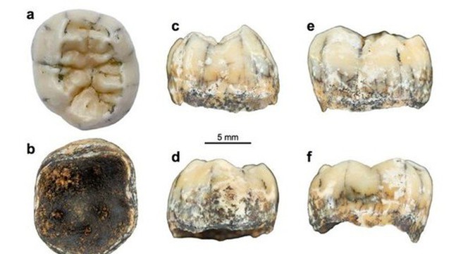 Chiếc răng cổ của bé gái bí ẩn hé lộ về người Denisovan tiền sử