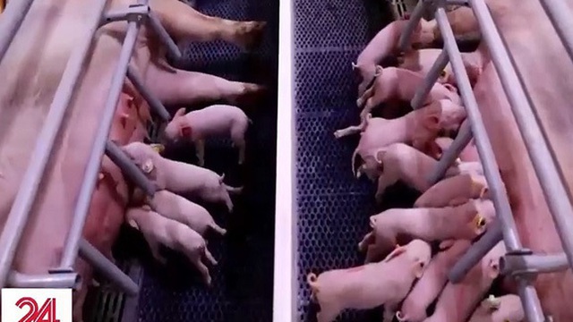 Trung Quốc nỗ lực cải thiện gen của đàn lợn