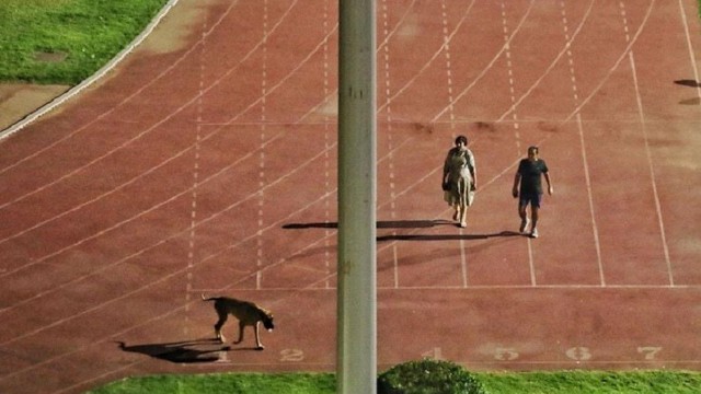 Ấn Độ: Sân vận động đóng cửa trước 7h tối để quan chức... dắt chó đi dạo