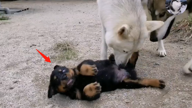 Chó Husky cậy to bắt nạt chó con, 1 năm sau nhìn thấy kích thước của đối phương mà hoảng