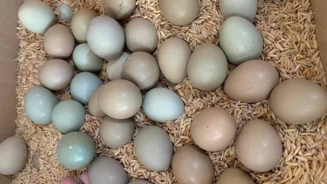 Đắt gấp 5-6 lần trứng gà, loại trứng được ví bổ như ‘sâm’ được chị em nội trợ lùng mua