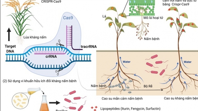 Đột phá ngành cao su Việt Nam: Nghiên cứu về độc tố nấm trên cây cao su