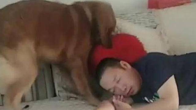 Thấy chủ ngủ quên trên sofa, chó Golden ân cần lấy gối nhưng kết quả lại dở khóc dở cười
