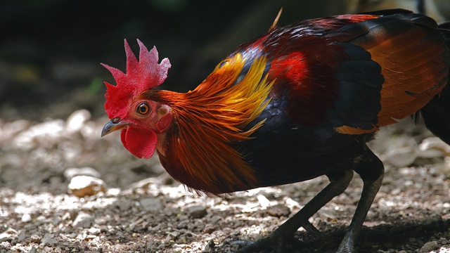 Nghiên cứu mới cho thấy gà rừng đã được thuần hóa từ những vựa lúa vùng Đông Nam Á