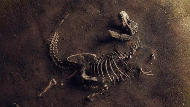 Phát hiện hóa thạch khủng long khổng lồ ở Anh