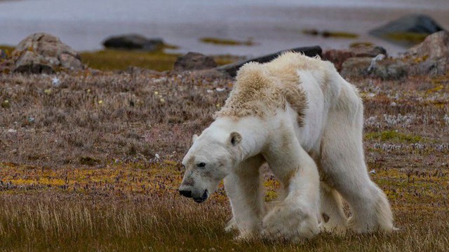 Khi Bắc Cực không còn băng: Đâu sẽ là số phận của những con gấu trắng cuối cùng?