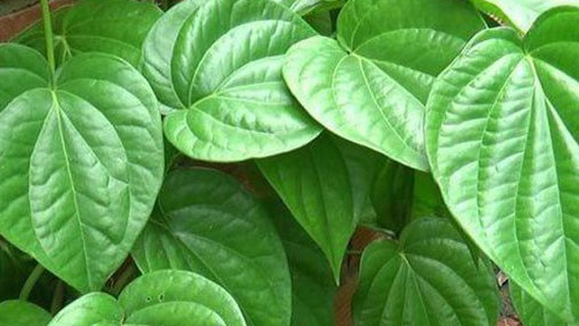 Bị đau mắt có nên dùng nước lá trầu không để rửa mắt?