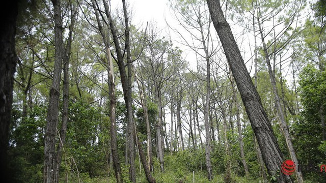 Cận cảnh rừng thông ở Quảng Nam bị 'đầu độc' khiến cây chết dần
