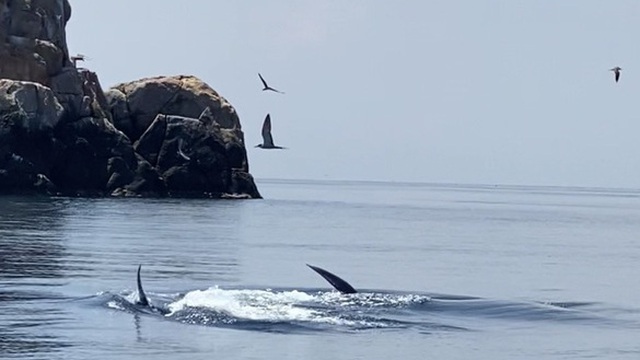 Cá voi xanh dài 12m bất ngờ xuất hiện ở biển Đề Gi