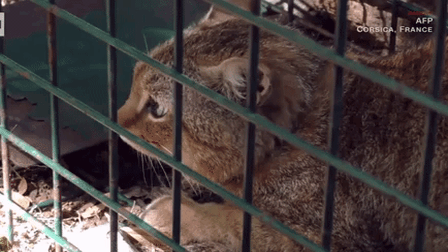 Tóm được loài mới gây ám ảnh với bầy cừu, cư dân mạng: Chẳng phải là 'quàng thượng' sao?