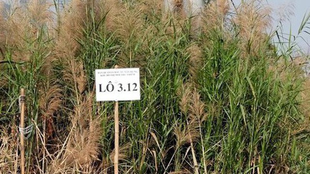 TPHCM nói gì về việc hai doanh nghiệp trúng đấu giá đất Thủ Thiêm không nộp tiền?