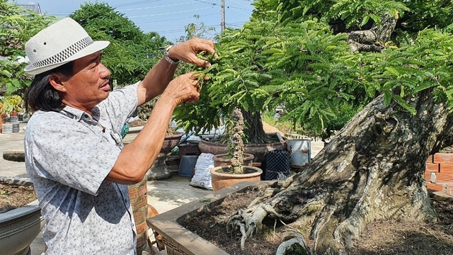 "Vua me" với những tác phẩm bonsai "hái" tiền tỷ