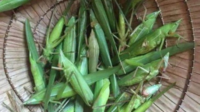 muồm muỗm: Con vật đầy ngoài đồng không ai thèm bắt lại là đặc sản Yên ...