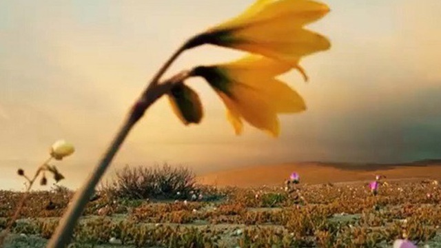 Hoa nở trên sa mạc khô cằn nhất thế giới