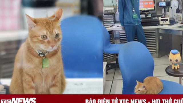 Gặp gỡ chú mèo giữ chức trưởng ga tàu điện ngầm với thần thái cực oách