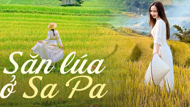 Đi săn lúa ở Sa Pa nhưng không phải ai cũng tìm được những thửa ruộng vàng óng, nguyên sơ