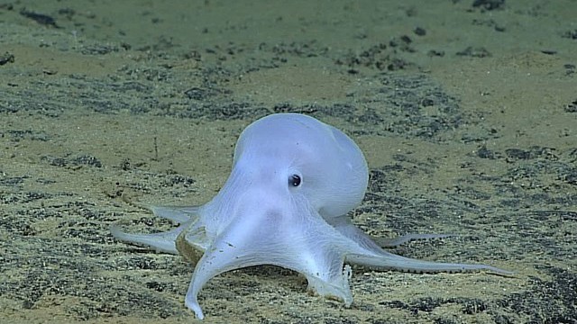 Dưới đáy đại dương: Gặp gỡ bạch tuộc ma quái Casper