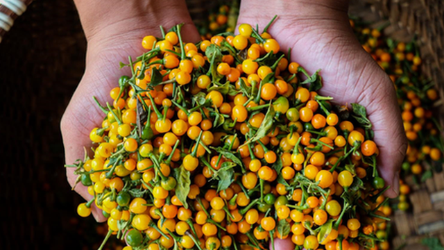 Ảnh: Mục sở thị khu vườn trồng loại ớt đắt nhất thế giới ở Hà Tĩnh