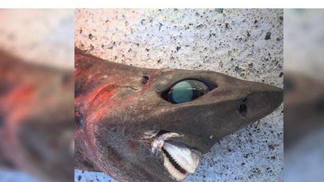 Bắt được con cá kỳ lạ có nụ cười giống người