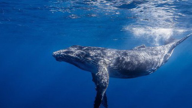 Cá voi 'rên xiết' vì thanh âm ô nhiễm của biển khơi